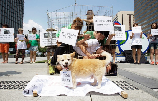 Sao phải ăn thịt chó ?