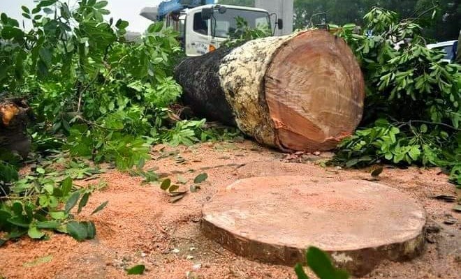 Khóc cho những cành cây