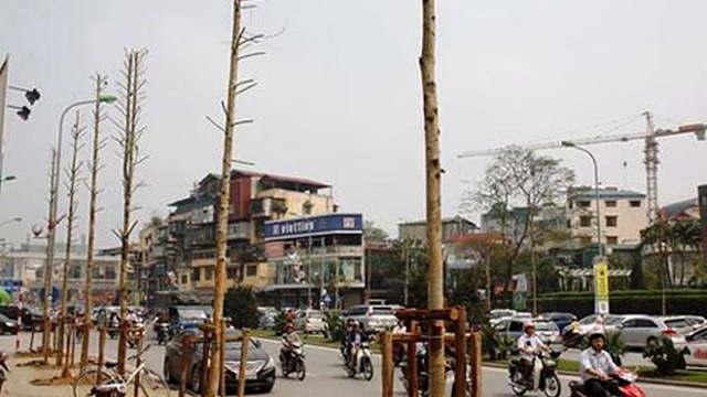 Đường phố Hà Nội không thích hợp trồng cây Vàng tâm?