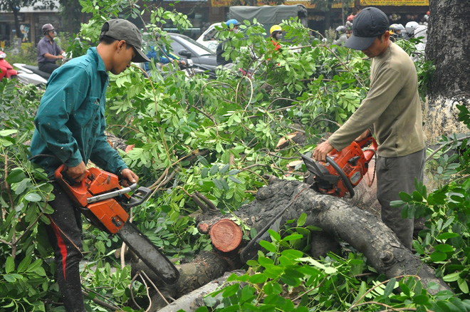 Đồ gỗ và rừng, so sánh Anh - Việt